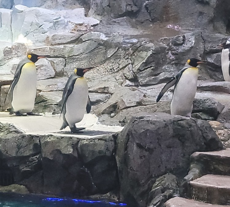 Polk Penguin Conservation Center (Royal&nbspOak,&nbspMI)